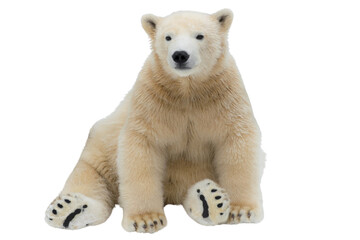 Funny polar bear. Polar bear sitting in a funny pose. white bear - 1