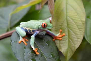 Wall Mural - red-eyed tree frog closeup on green leaves, red-eyed tree frog (agalychnis callidryas) closeup, exot
