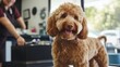 © vannet - Labradoodle at the Groomer