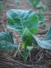 Wall Mural - fresh chinese  kale in garden