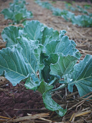 Wall Mural - fresh chinese  kale in garden