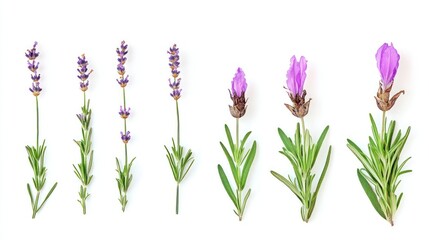 Wall Mural - Lavender growth stages, from bud to bloom, isolated on white.