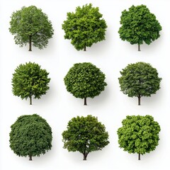 Poster - Diverse Collection of Nine Green Trees Isolated on White Background