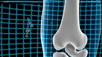 Fototapete - Understanding bone structure through detailed 3D visualization in a medical setting