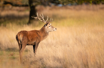 Wall Mural - Young red deer stag standing in grass during the rut in autumn
