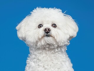 Wall Mural - Cute fluffy white dog portrait against a bright blue background