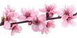 © Rasim - Stunning Pink Prunus cerasoides flower displayed in isolation on a white background, showcasing the delicate beauty of the Pink Prunus cerasoides in full bloom, perfect for various artistic purposes.