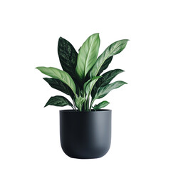 Wall Mural - Elegant Peace Lily in a Sleek Black Pot: A Stunning Indoor Plant