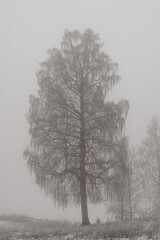 Wall Mural - A birch tree a foggy day in December 2024 from the cultural landscape around Balke, Toten, Norway.