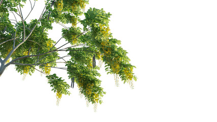 Cassia fistula tree corner cutout isolate png