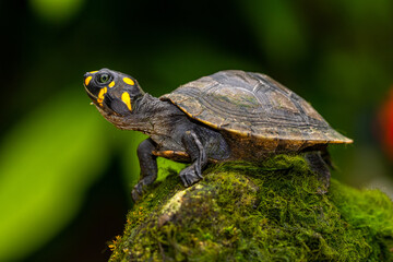 The yellow-spotted Amazon river turtle (Podocnemis unifilis), also known commonly as the yellow-headed sideneck turtle and the yellow-spotted river turtle, and locally as the taricaya, is one of the l