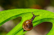 © lessysebastian - the garden snail