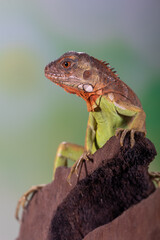 Wall Mural - Iguana is a genus of herbivorous lizards that are native to tropical areas of Mexico, Central America, South America, and the Caribbean