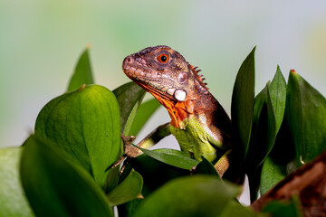 Wall Mural - Iguana is a genus of herbivorous lizards that are native to tropical areas of Mexico, Central America, South America, and the Caribbean