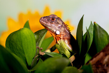 Wall Mural - Iguana is a genus of herbivorous lizards that are native to tropical areas of Mexico, Central America, South America, and the Caribbean