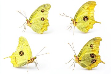 Poster - Group of yellow butterflies perched on a white surface, ideal for use in illustrations or design projects