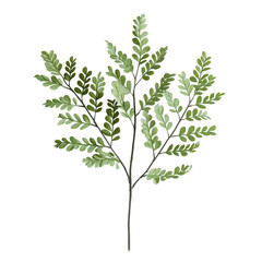 Wall Mural - Elegant Green Fern Branch Botanical Illustration