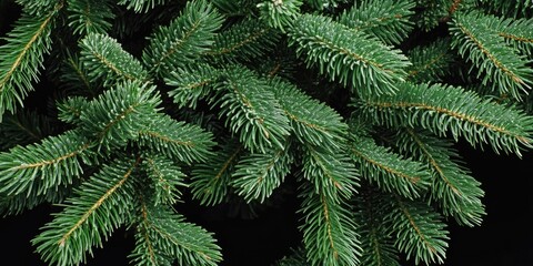 Canvas Print - A detailed view of a pine tree's green needles and branches, ideal for nature-inspired designs or outdoor-themed projects