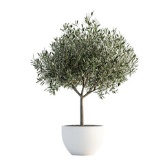 elegant olive tree in a modern white pot