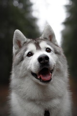 Wall Mural - beautiful grey and white siberian husky dog portrait in the green fog pine forest