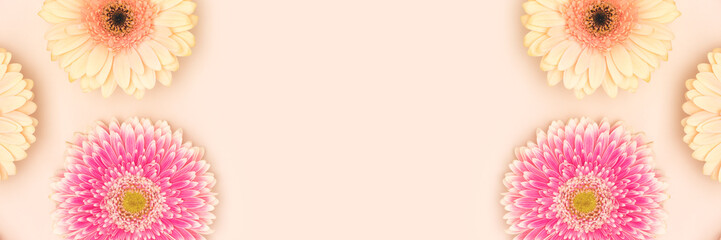 Wall Mural - banner with gerbera flowers on a beige background. place for text.