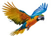 © Sidra - colorful flying parrot isolated on white or transparent png