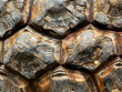© sharafmaksumov - turtle shell texture