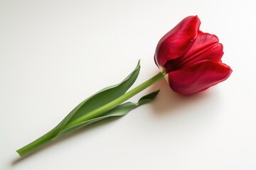 Wall Mural - red tulip with a green stem is standing alone on a white background. the flower is the main focus of