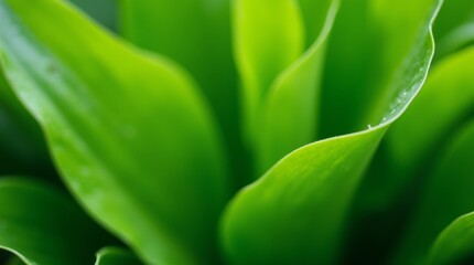 Wall Mural - close-up of vibrant green leaves, showcasing their intricate textures and rich colors