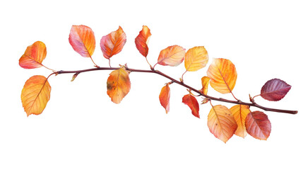 Leinwandbilder - Beautiful branch with colorful autumn leaves, isolated on transparent background, perfect for your autumnal designs