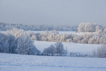 Wall Mural - winter landscape with snowy fields and forest covered with hoarfrost in a frosty haze