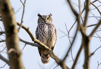 an eagle owl in a tree