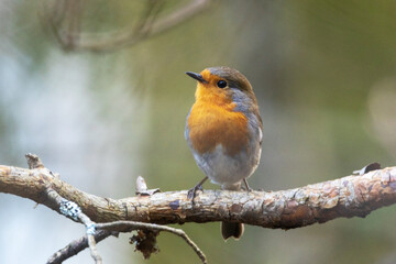 Wall Mural - Colorful European robin perched on a sunny spring day in an Estonian woodland, Northern Europe	