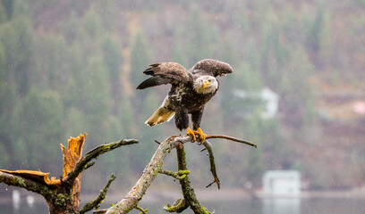 Wall Mural - a bald eagle looking around from a tree limb