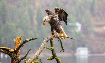 Wall Mural - a bald eagle perched on a tree limb