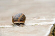 © feuerpferd1111 - Un escargot sort de sa coquille avec prudence