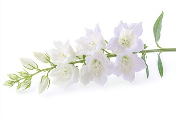 Wall Mural - Isolated white Delphinium flower on white background