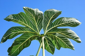 leaves of breadfruit against a blue sky