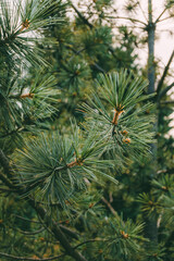 Wall Mural - Close-up of vibrant pine needles with visible textures and fine details. Great for natural patterns or eco-themed designs.