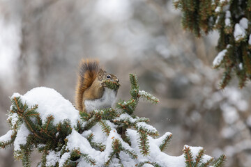 Wall Mural - American red squirrel (Tamiasciurus hudsonicus) feeding in winter