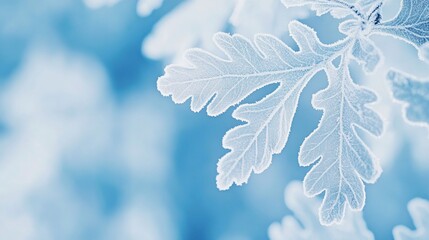 Aufkleber - Close-up of frost-covered oak leaves, showcasing intricate leaf veins and delicate texture against a blurred blue background.