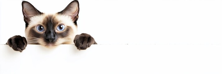 Poster - Curious Siamese cat peeking over white banner.