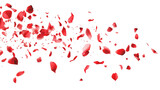 Red rose petals blowing in the air. Movement and natural flow with isolated against transparent background