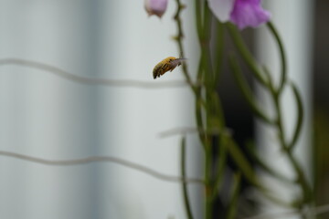 Carpenter bees are large, robust bees belonging to the genus Xylocopa in the family Apidae. They are named for their nesting behavior, as they excavate tunnels in wood to lay their eggs.