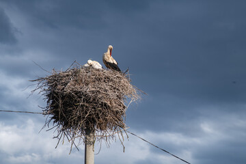 Wild storks in a nest made of branches against a cloudy sky.