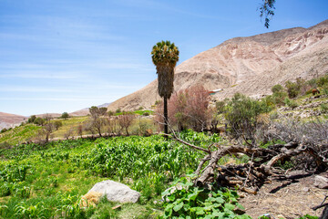 Wall Mural - Illapata Valley in the Camarones commune, northern Chile