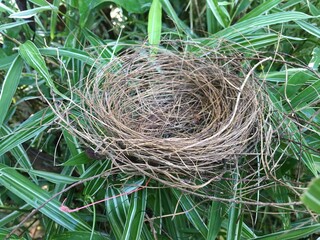 bird nest on a tree