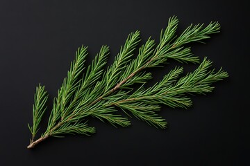 Poster - Evergreen branch on black background.