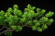 © ANZ - Lush green pine branch isolated on black background.