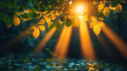 Canvas Print - Sunbeams through forest leaves.